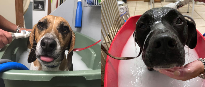 Cute dogs in bath