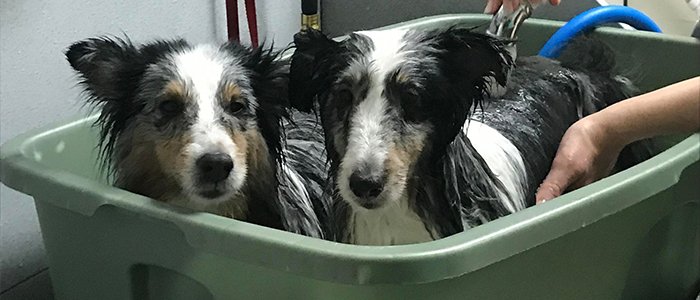 2 shelties in a tub
